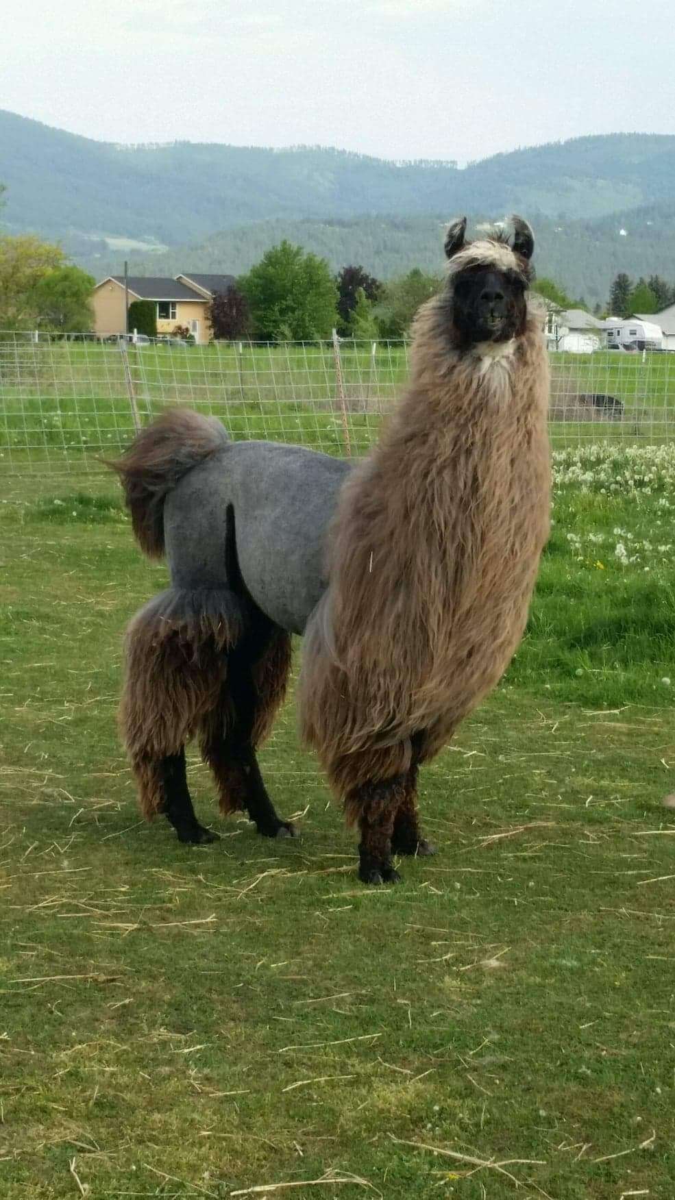 Llama 1