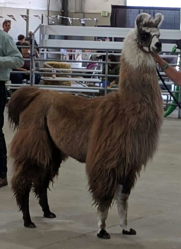 Llama 2